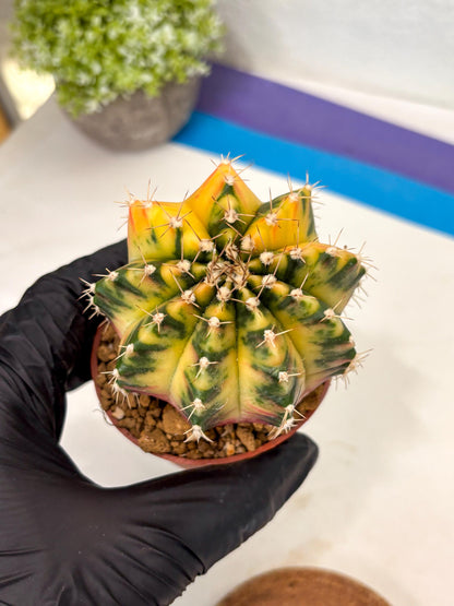 Gymnocalycium Mihanovichii (gy10) (g3) | Imported Plants