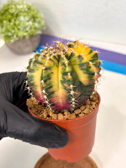 Gymnocalycium Mihanovichii (gy10) (g3) | Imported Plants