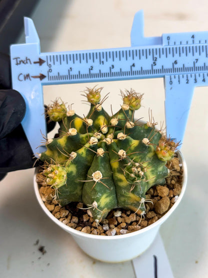 Gymnocalycium Mihanovichii (gy15) (g1) | Imported Plants