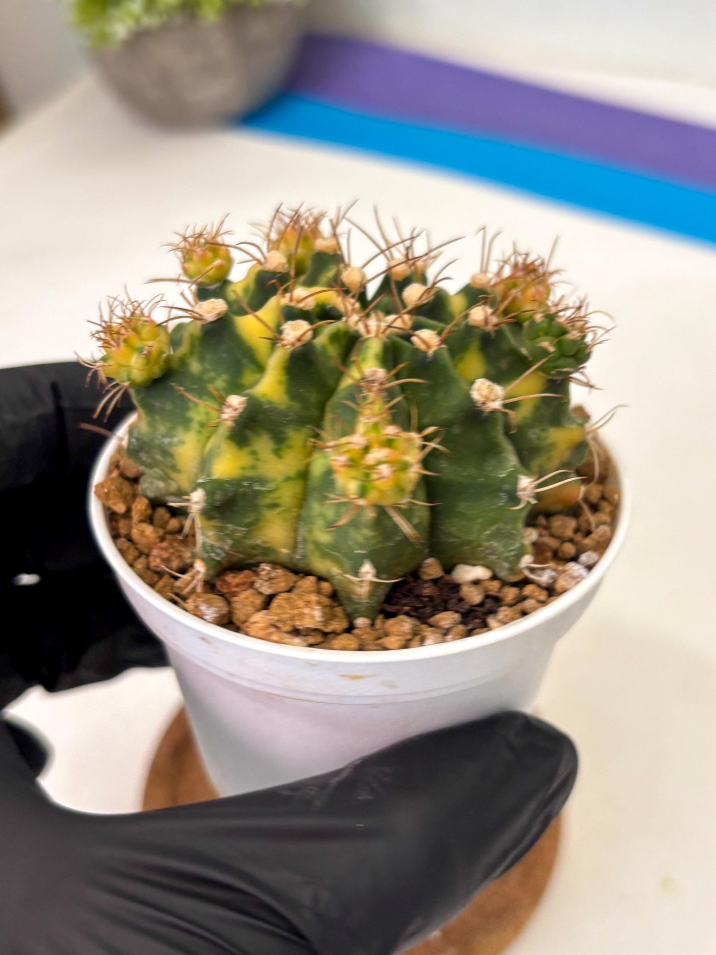 Gymnocalycium Mihanovichii (gy15) (g1) | Imported Plants