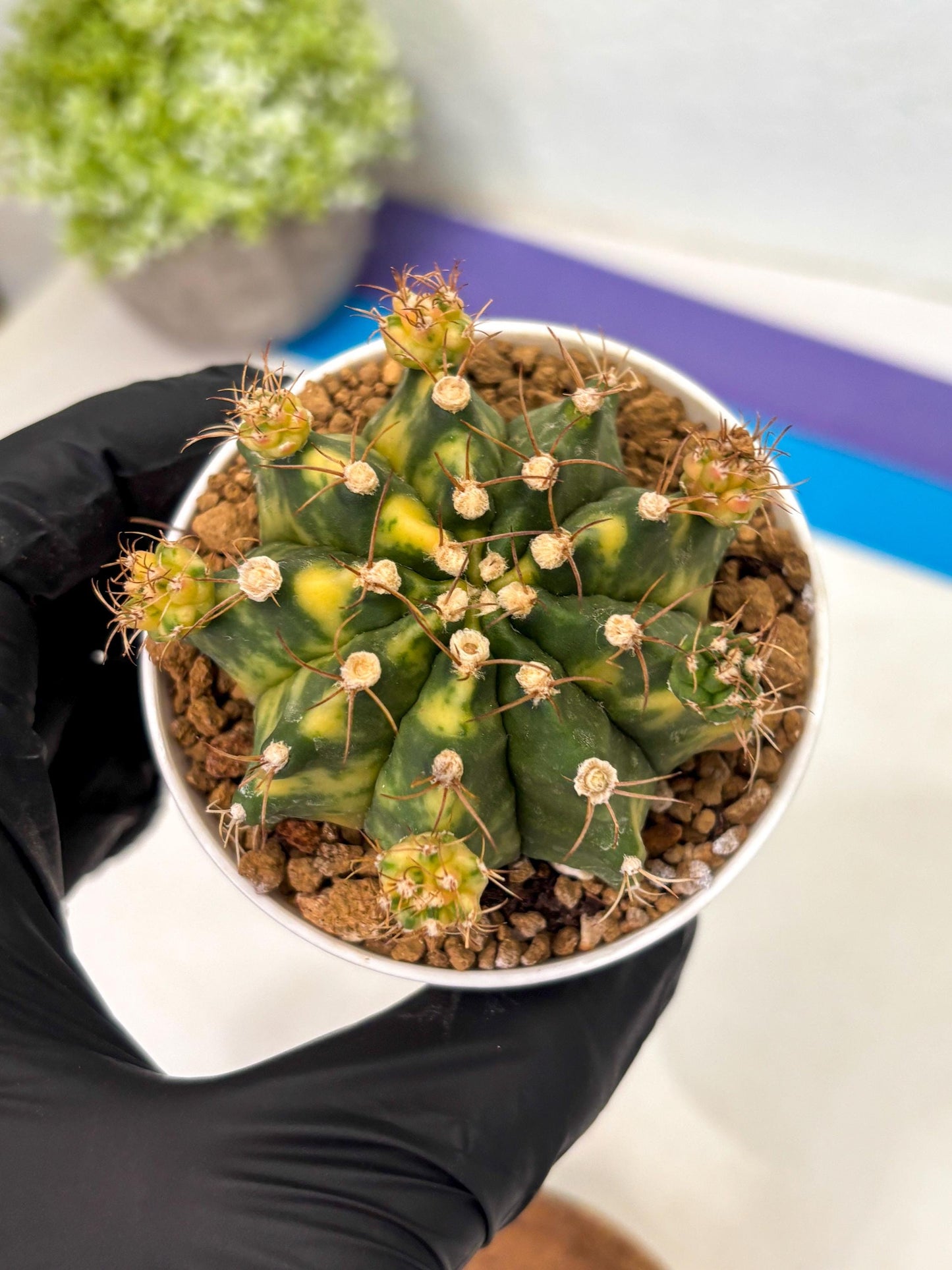 Gymnocalycium Mihanovichii (gy15) (g1) | Imported Plants