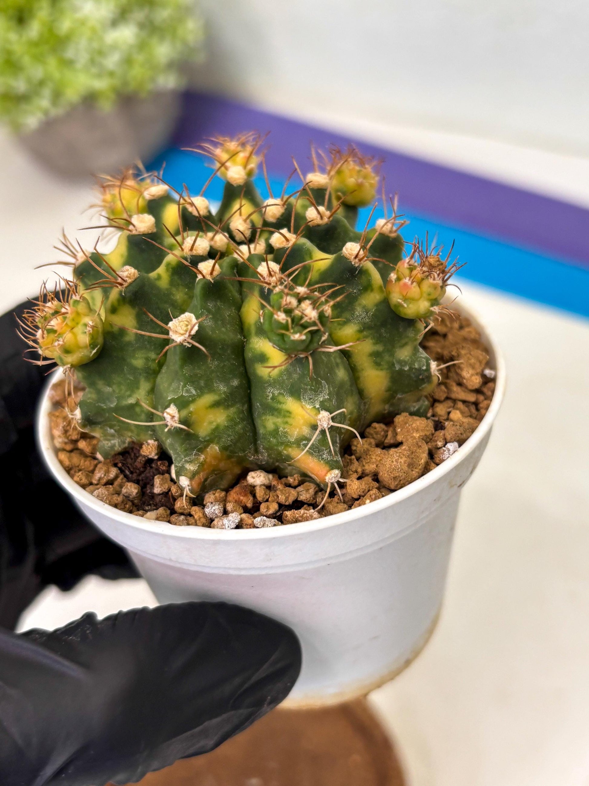 Gymnocalycium Mihanovichii (gy15) (g1) | Imported Plants
