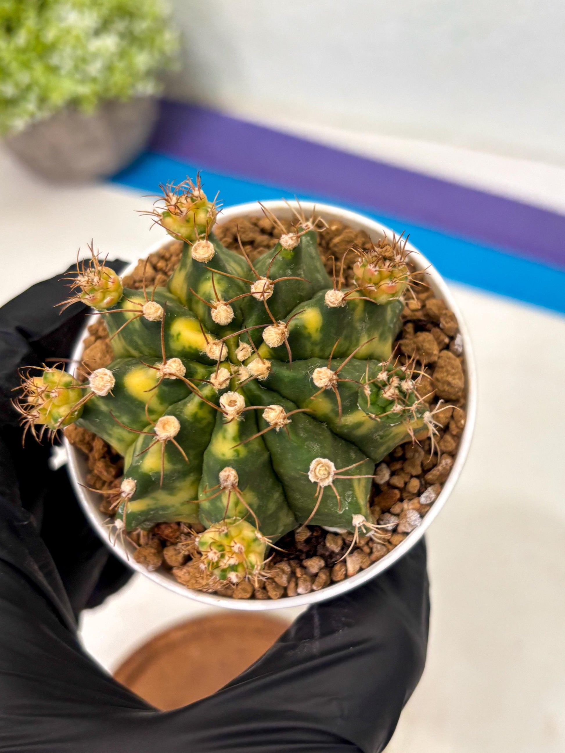 Gymnocalycium Mihanovichii (gy15) (g1) | Imported Plants