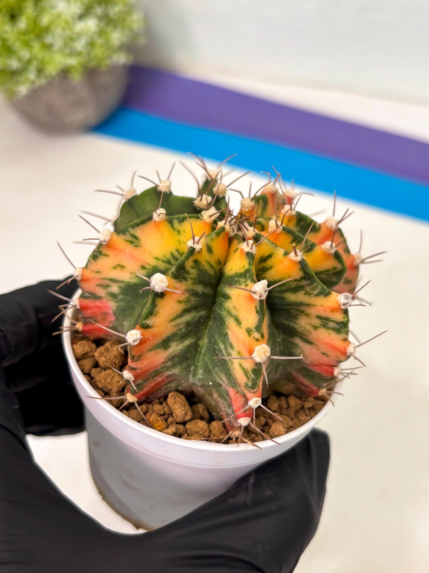 Gymnocalycium Mihanovichii (gy15) (g2) | Imported Plants