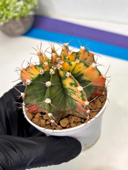 Gymnocalycium Mihanovichii (gy15) (g2) | Imported Plants