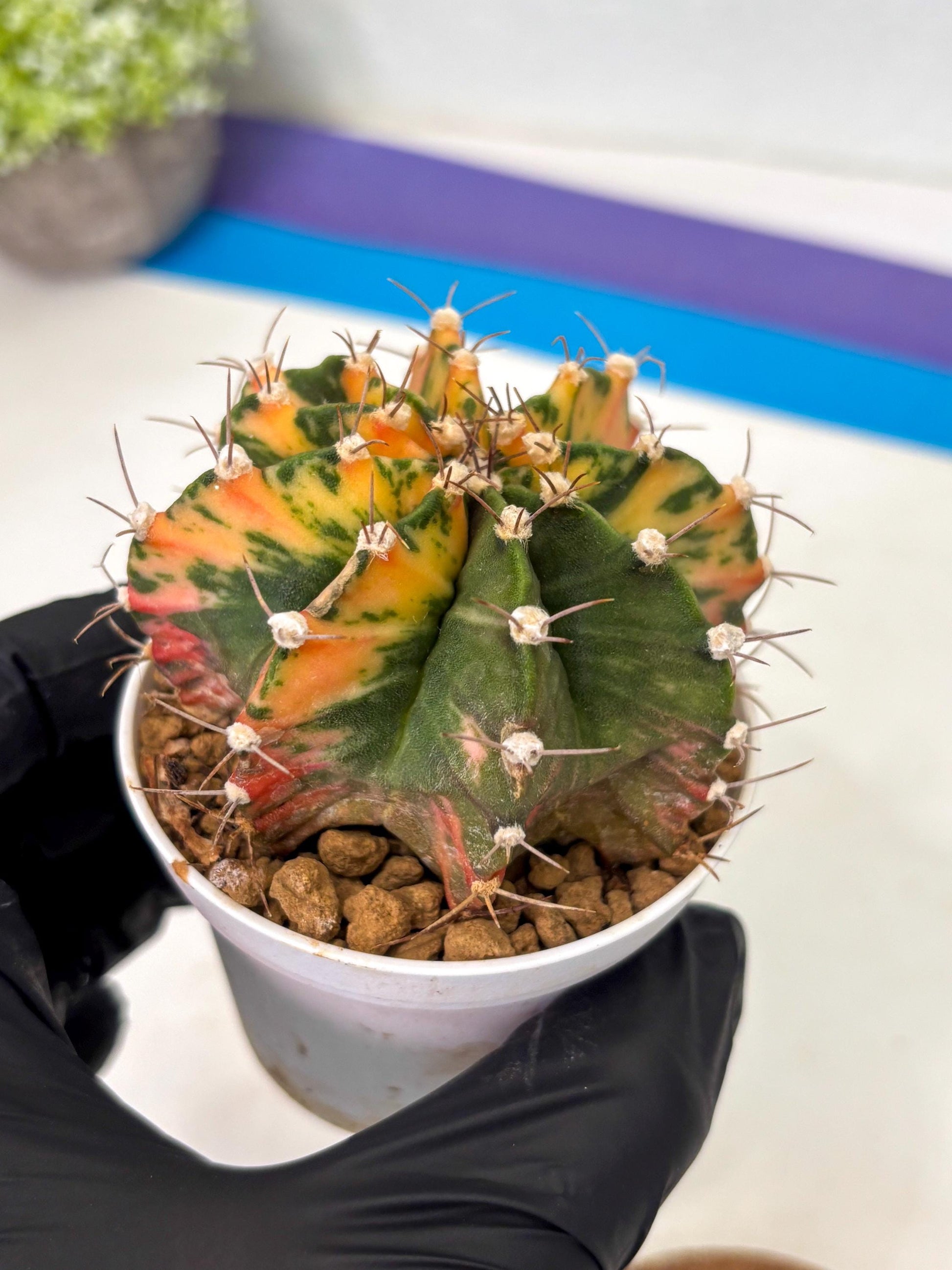 Gymnocalycium Mihanovichii (gy15) (g2) | Imported Plants