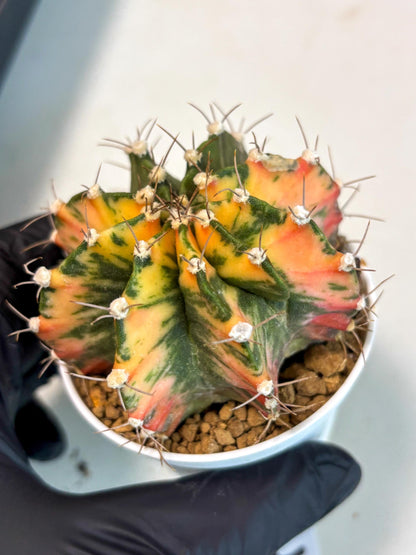 Gymnocalycium Mihanovichii (gy15) (g2) | Imported Plants