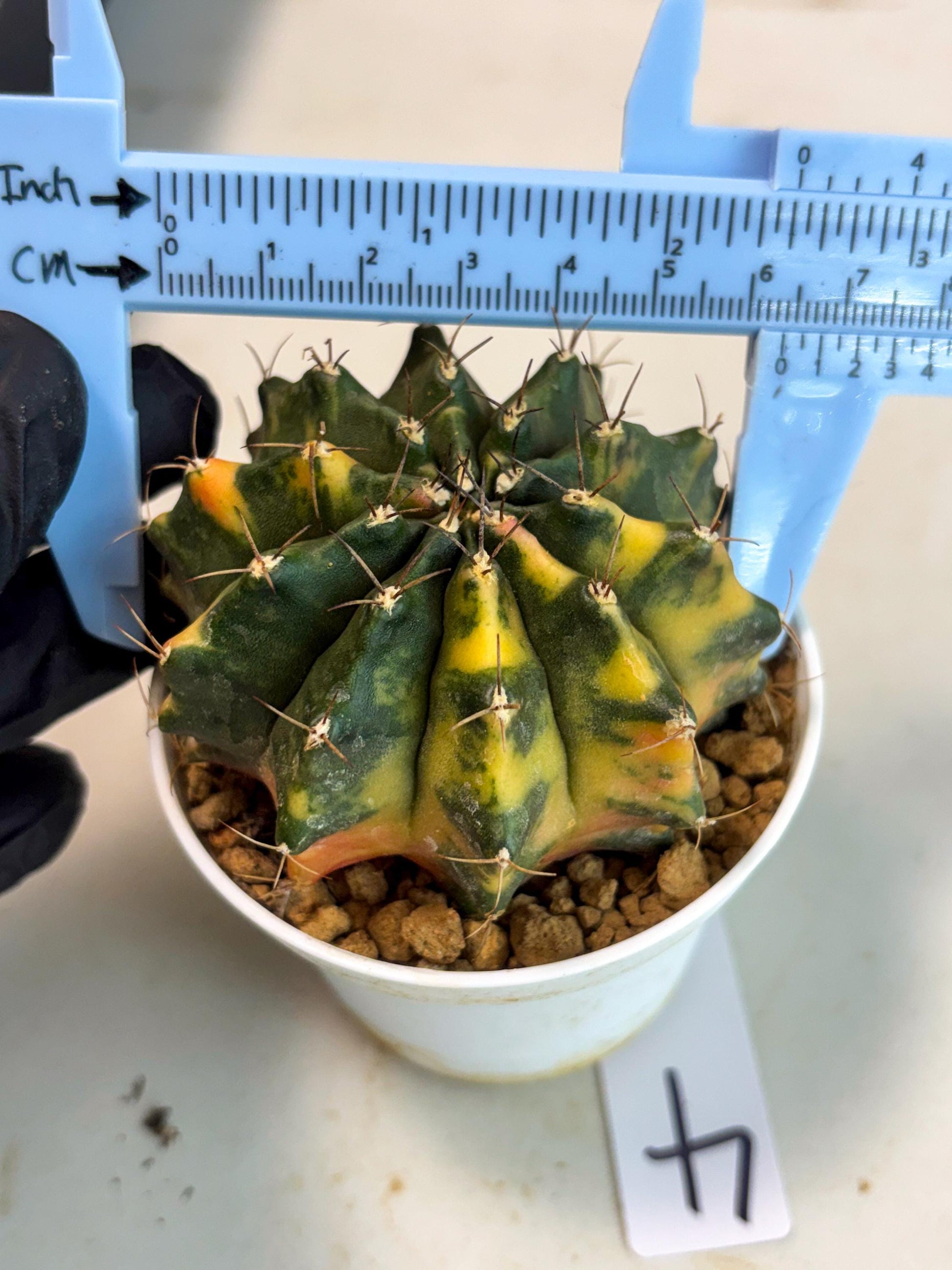 Gymnocalycium Mihanovichii (gy15) (g4) | Imported Plants