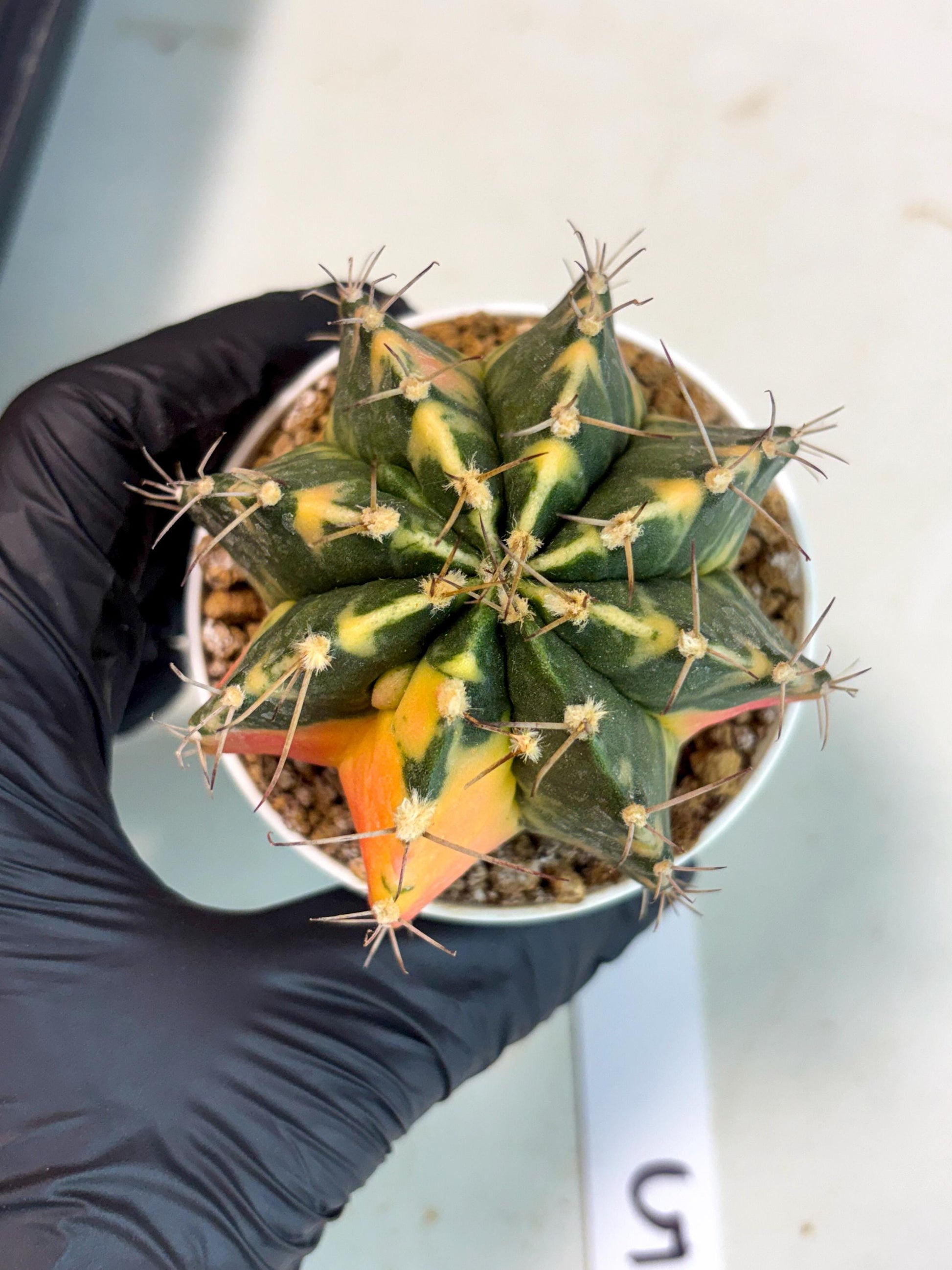 Gymnocalycium Mihanovichii (gy15) (g5) | Imported Plants