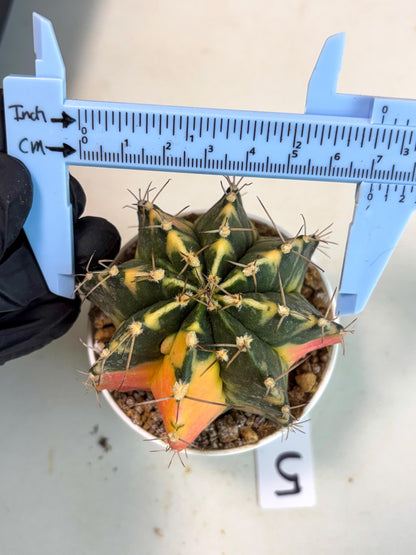 Gymnocalycium Mihanovichii (gy15) (g5) | Imported Plants