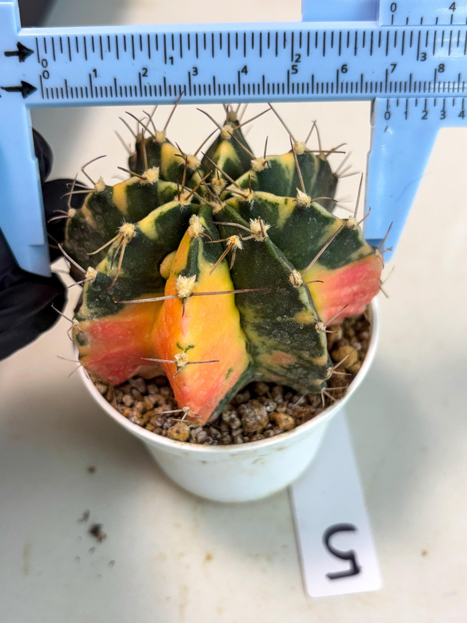 Gymnocalycium Mihanovichii (gy15) (g5) | Imported Plants