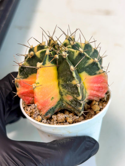 Gymnocalycium Mihanovichii (gy15) (g5) | Imported Plants