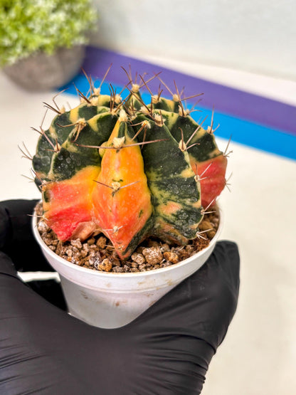 Gymnocalycium Mihanovichii (gy15) (g5) | Imported Plants