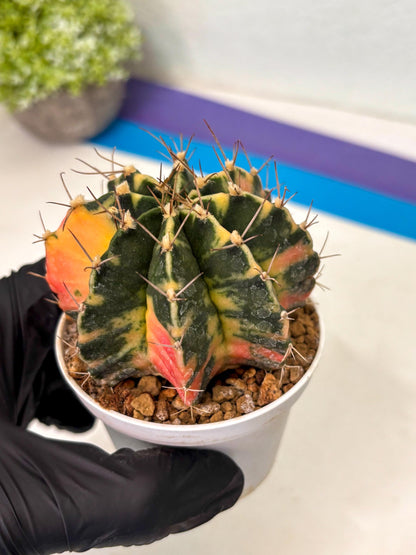 Gymnocalycium Mihanovichii (gy15) (g5) | Imported Plants