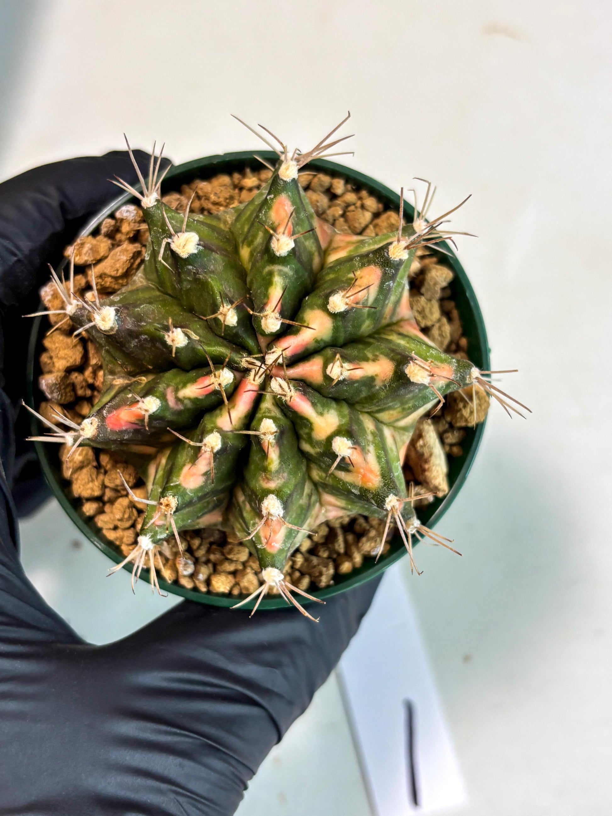Gymnocalycium Mihanovichii (gy15) (y1) | Imported Plants