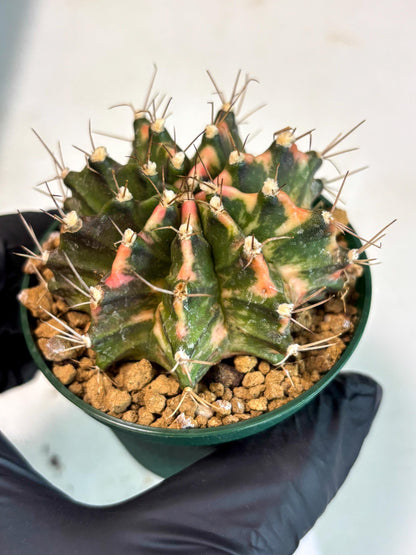 Gymnocalycium Mihanovichii (gy15) (y1) | Imported Plants