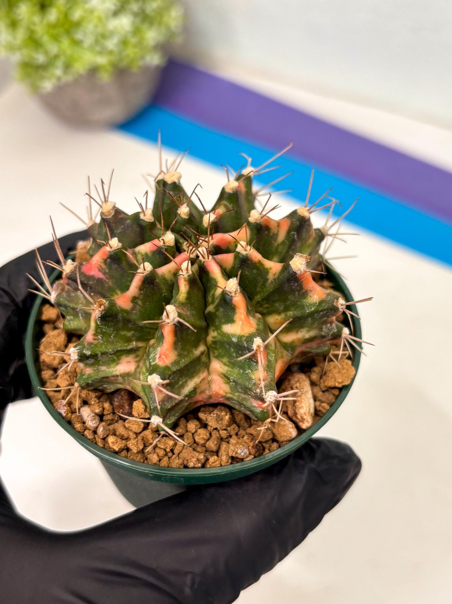 Gymnocalycium Mihanovichii (gy15) (y1) | Imported Plants