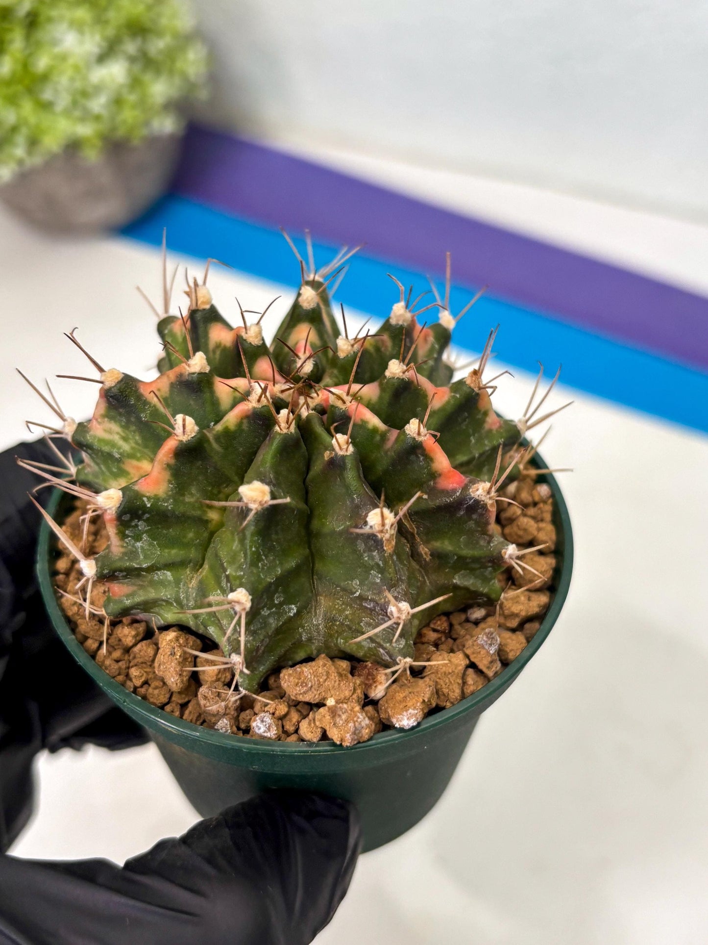 Gymnocalycium Mihanovichii (gy15) (y1) | Imported Plants