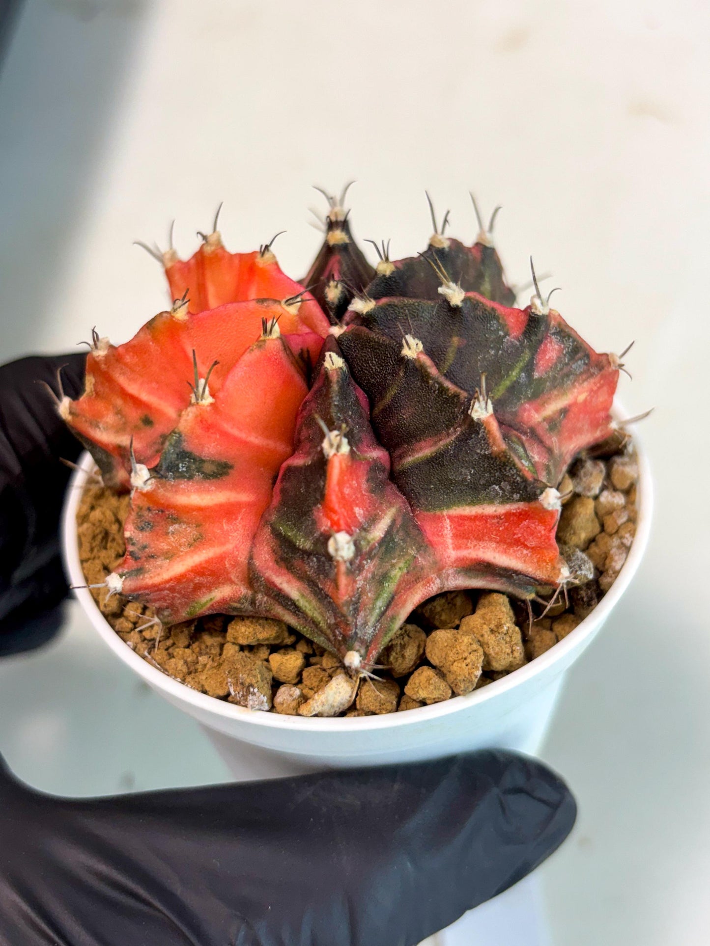 Gymnocalycium Mihanovichii (gy15) (y2) | Imported Plants