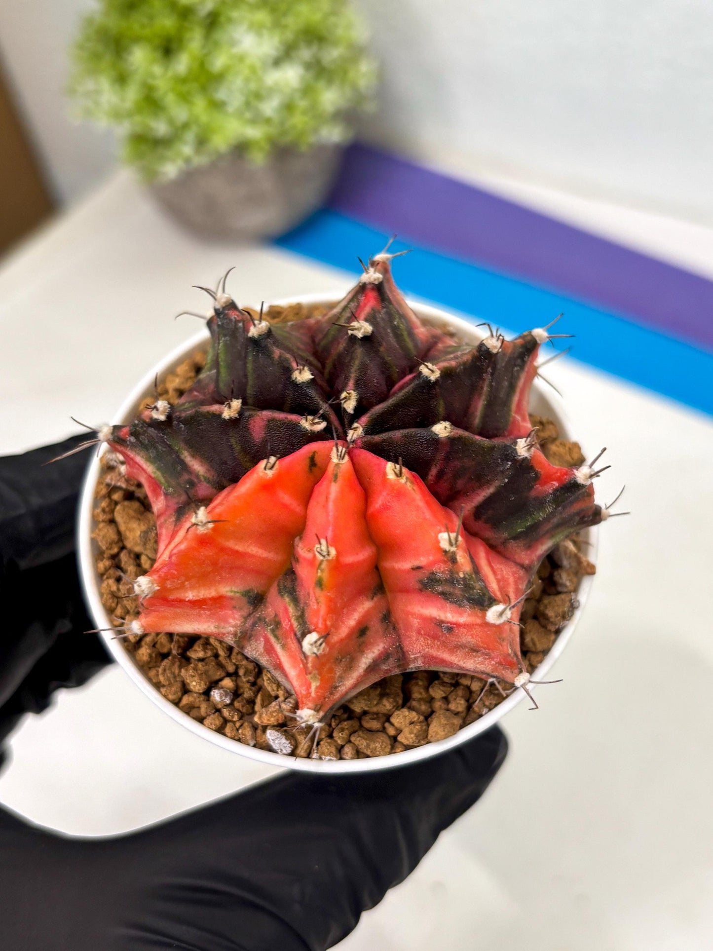 Gymnocalycium Mihanovichii (gy15) (y2) | Imported Plants