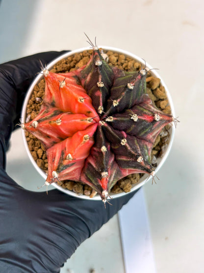 Gymnocalycium Mihanovichii (gy15) (y2) | Imported Plants