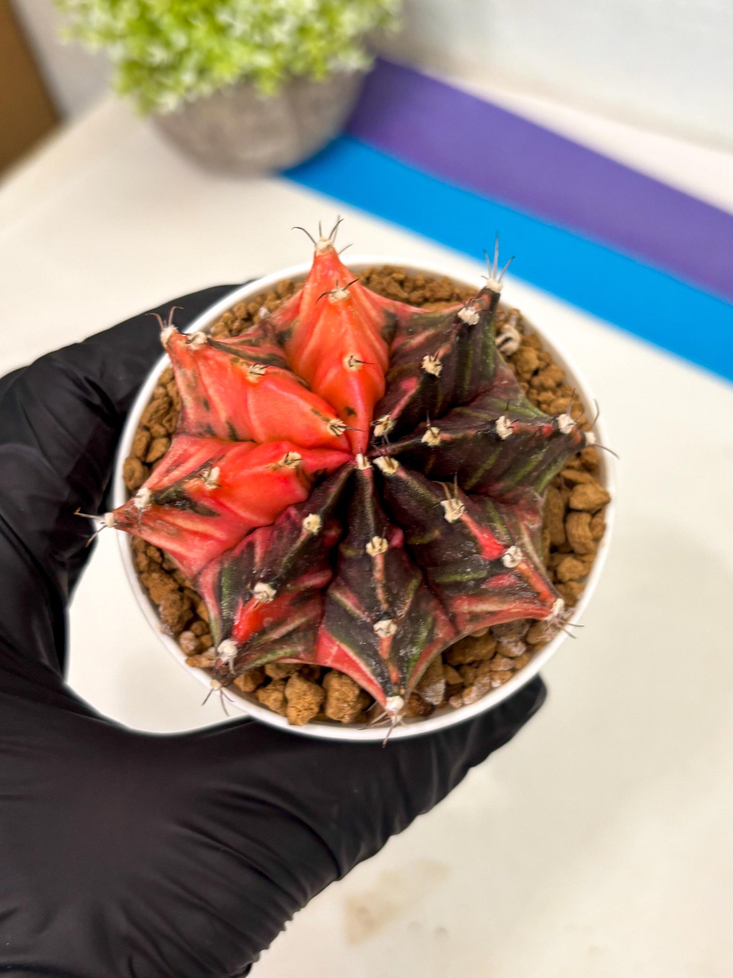 Gymnocalycium Mihanovichii (gy15) (y2) | Imported Plants