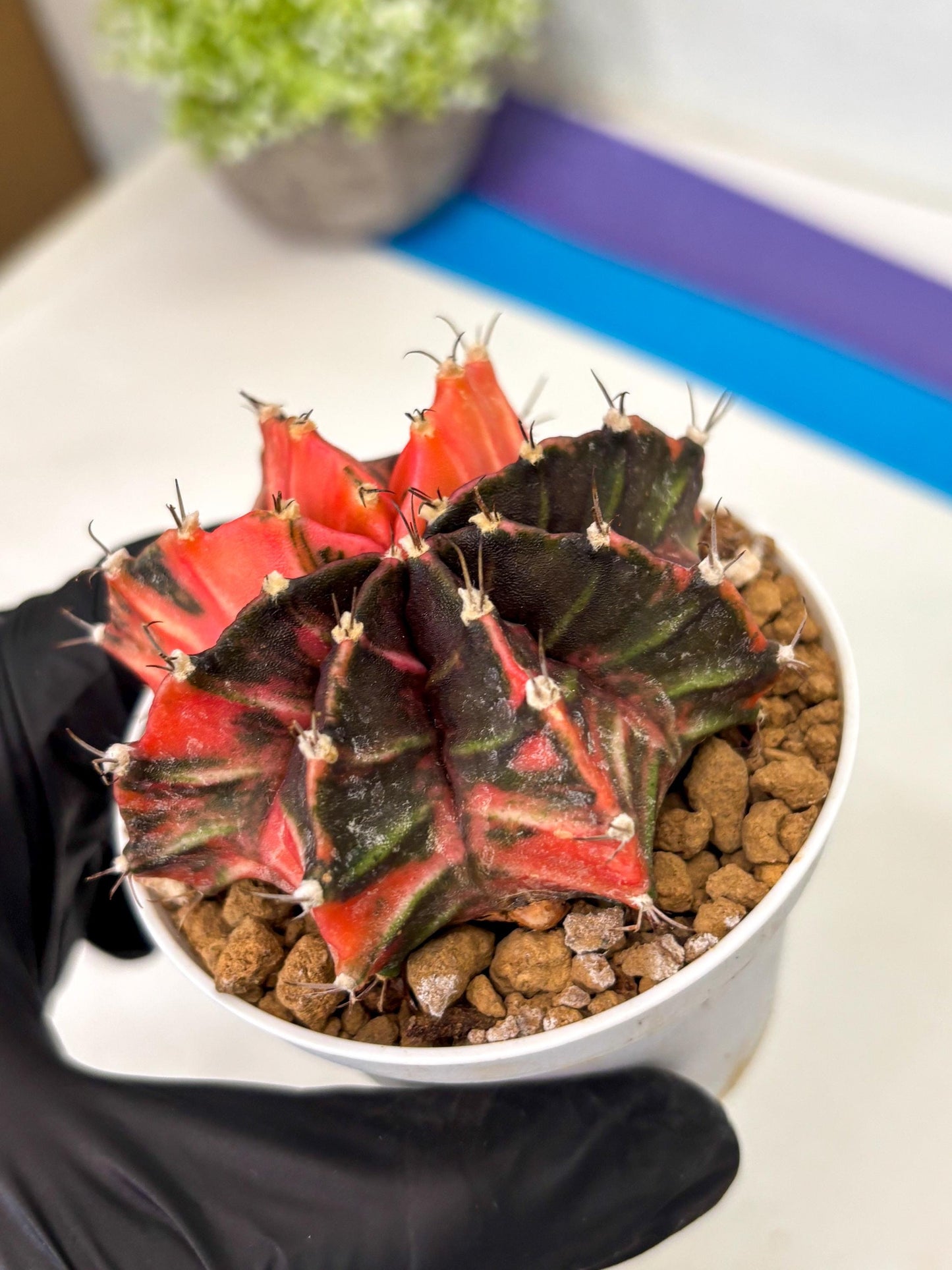 Gymnocalycium Mihanovichii (gy15) (y2) | Imported Plants
