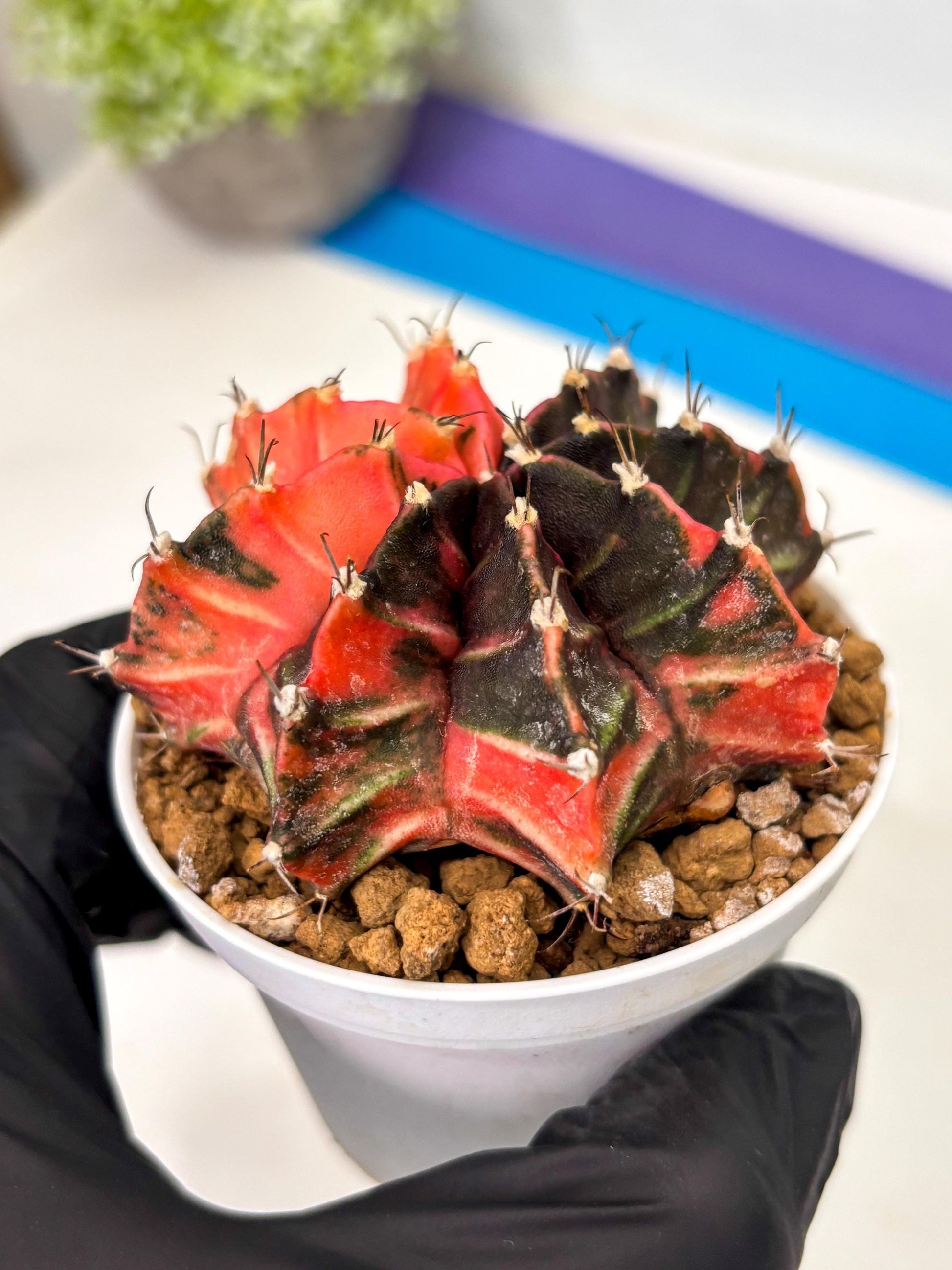 Gymnocalycium Mihanovichii (gy15) (y2) | Imported Plants