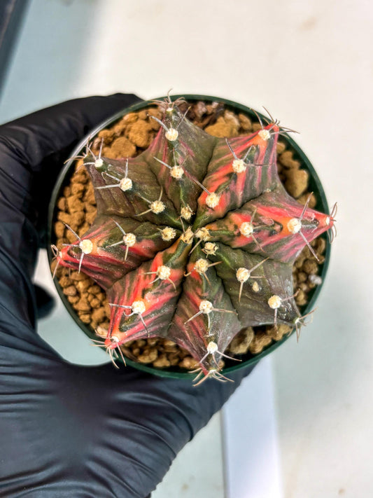 Gymnocalycium Mihanovichii (gy15) (y5) | Imported Plants