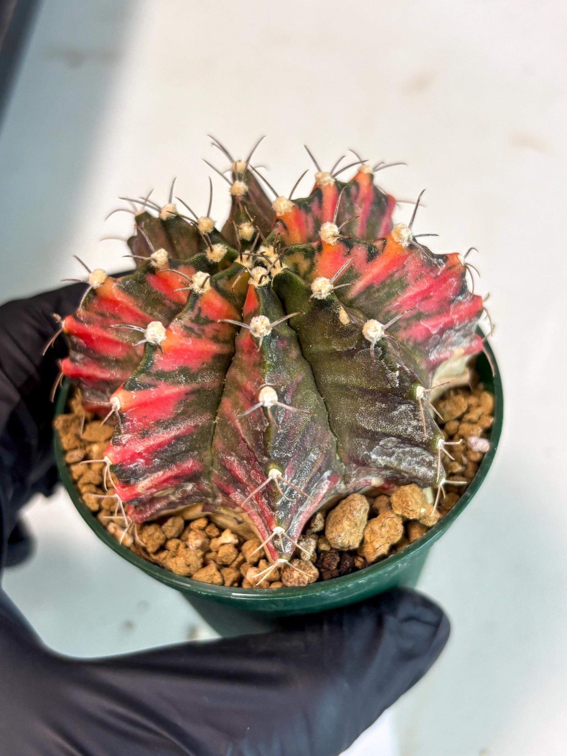 Gymnocalycium Mihanovichii (gy15) (y5) | Imported Plants