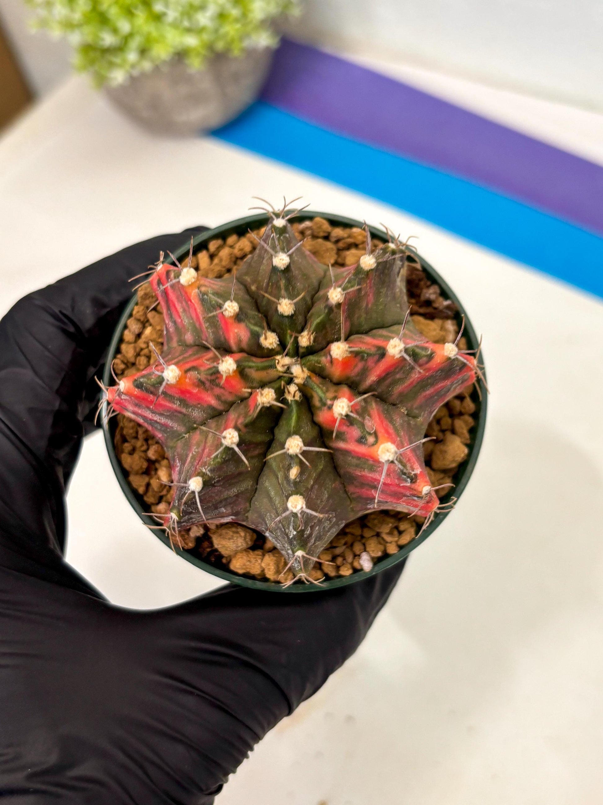 Gymnocalycium Mihanovichii (gy15) (y5) | Imported Plants
