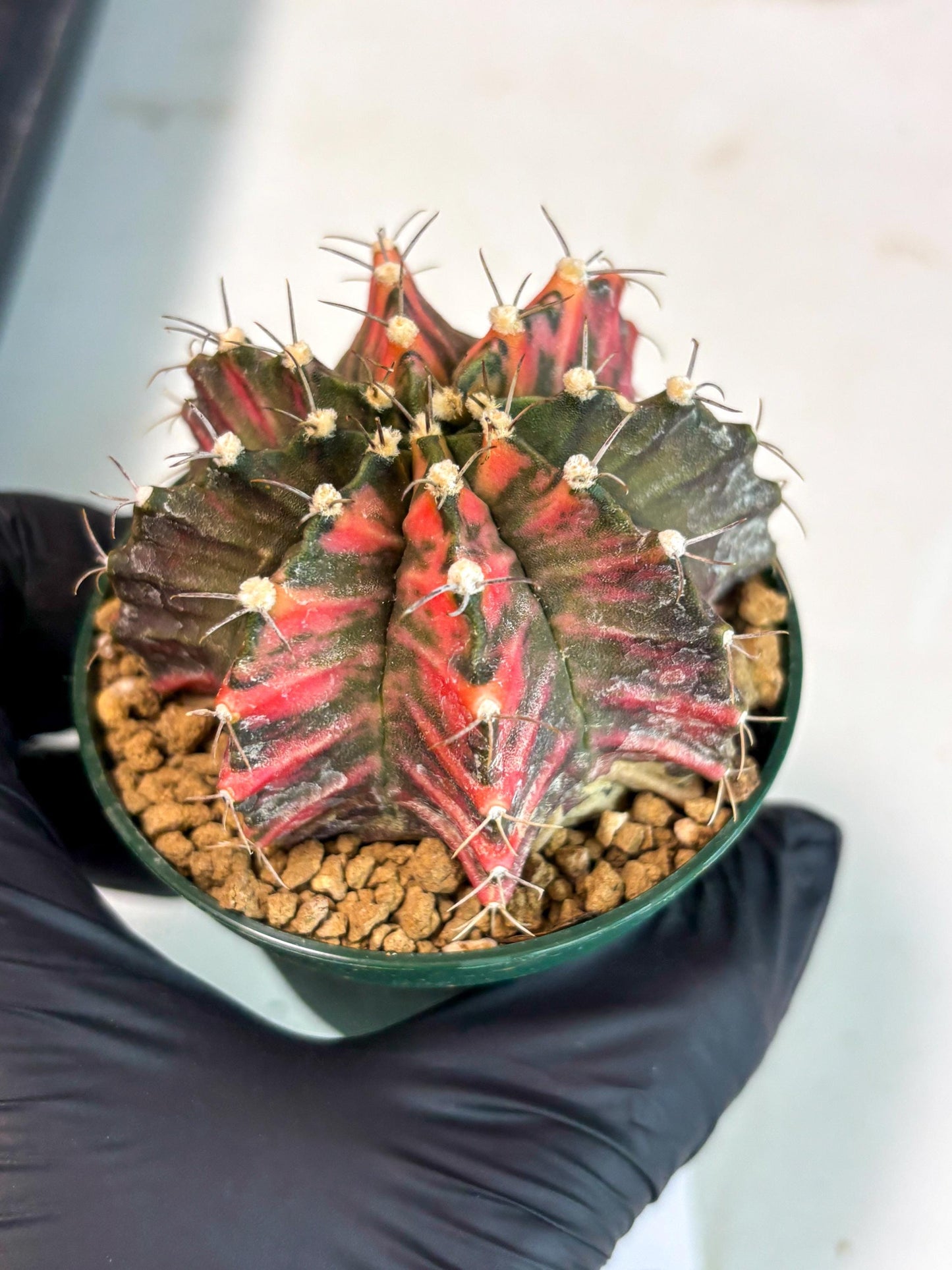 Gymnocalycium Mihanovichii (gy15) (y5) | Imported Plants