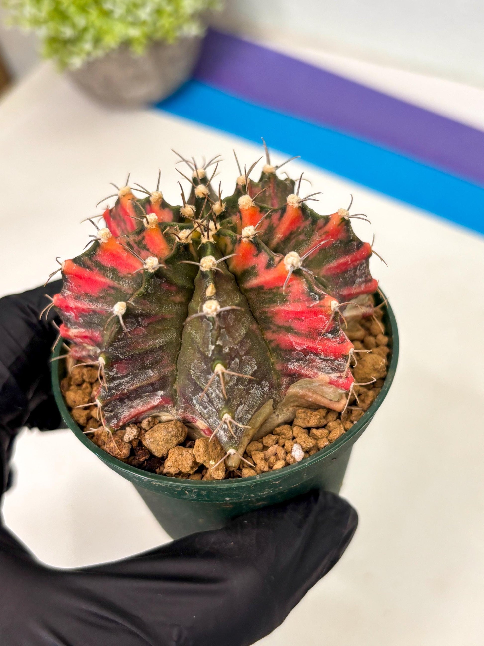 Gymnocalycium Mihanovichii (gy15) (y5) | Imported Plants