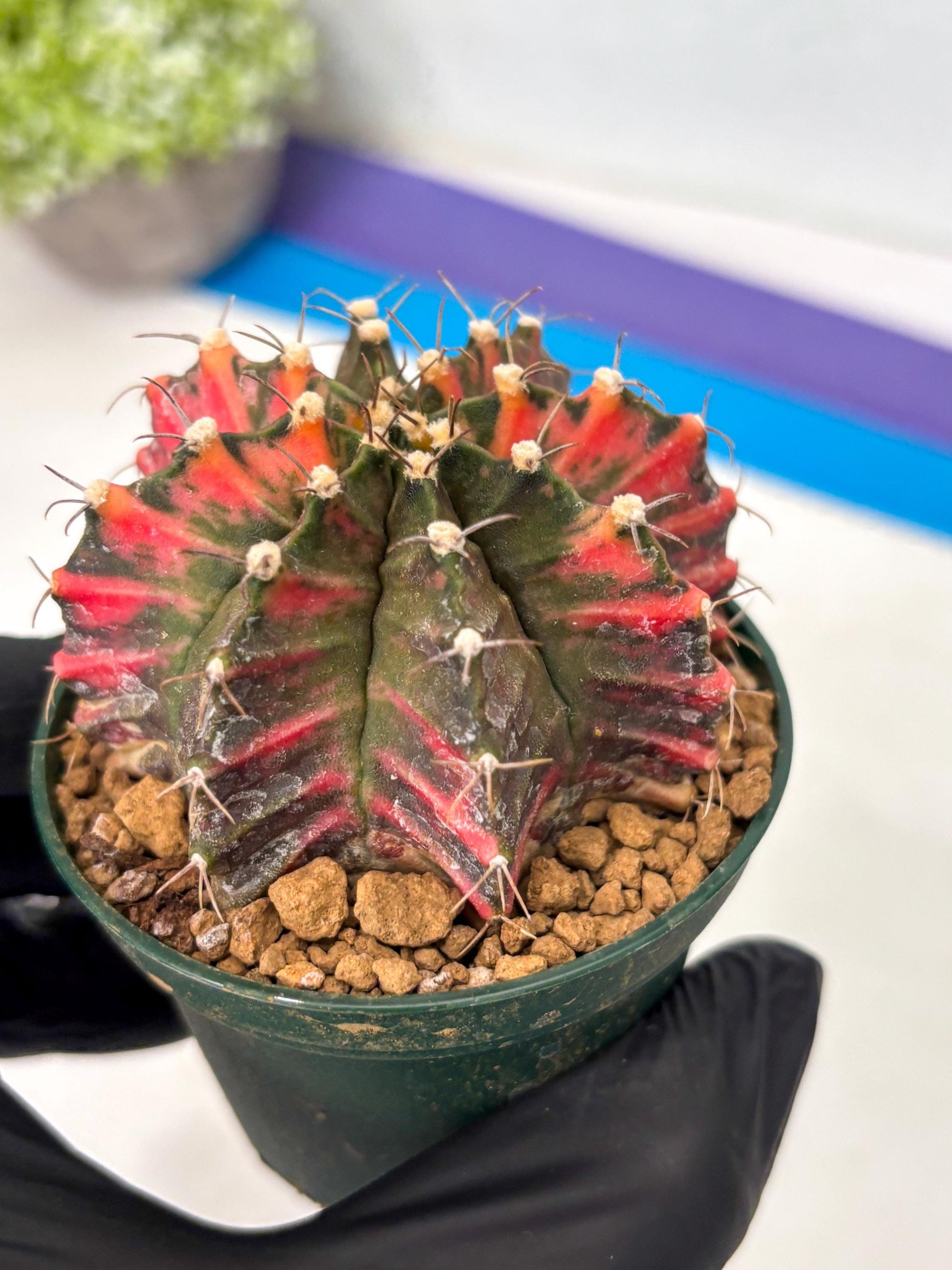 Gymnocalycium Mihanovichii (gy15) (y5) | Imported Plants