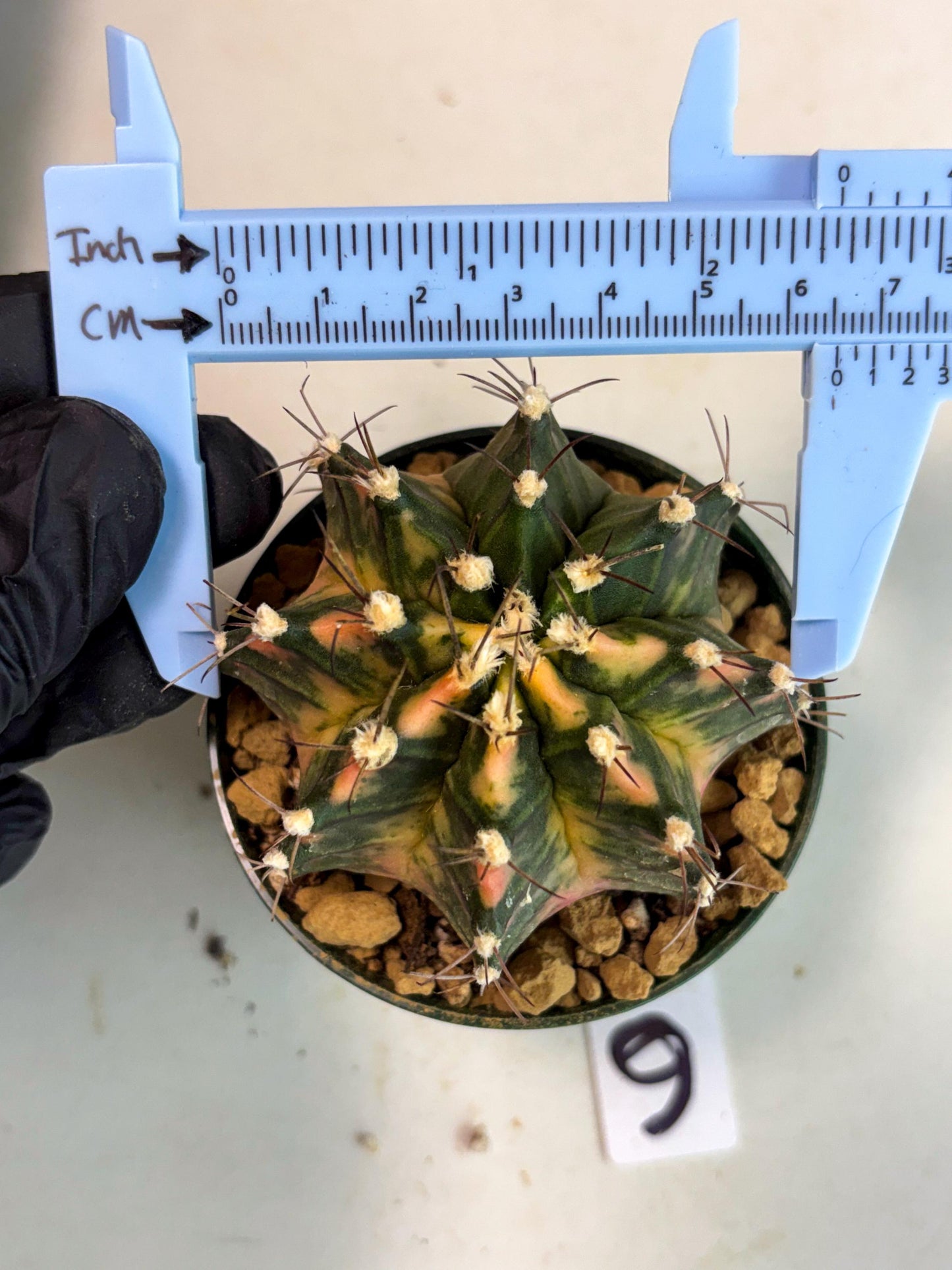 Gymnocalycium Mihanovichii (gy15) (y6) | Imported Plants