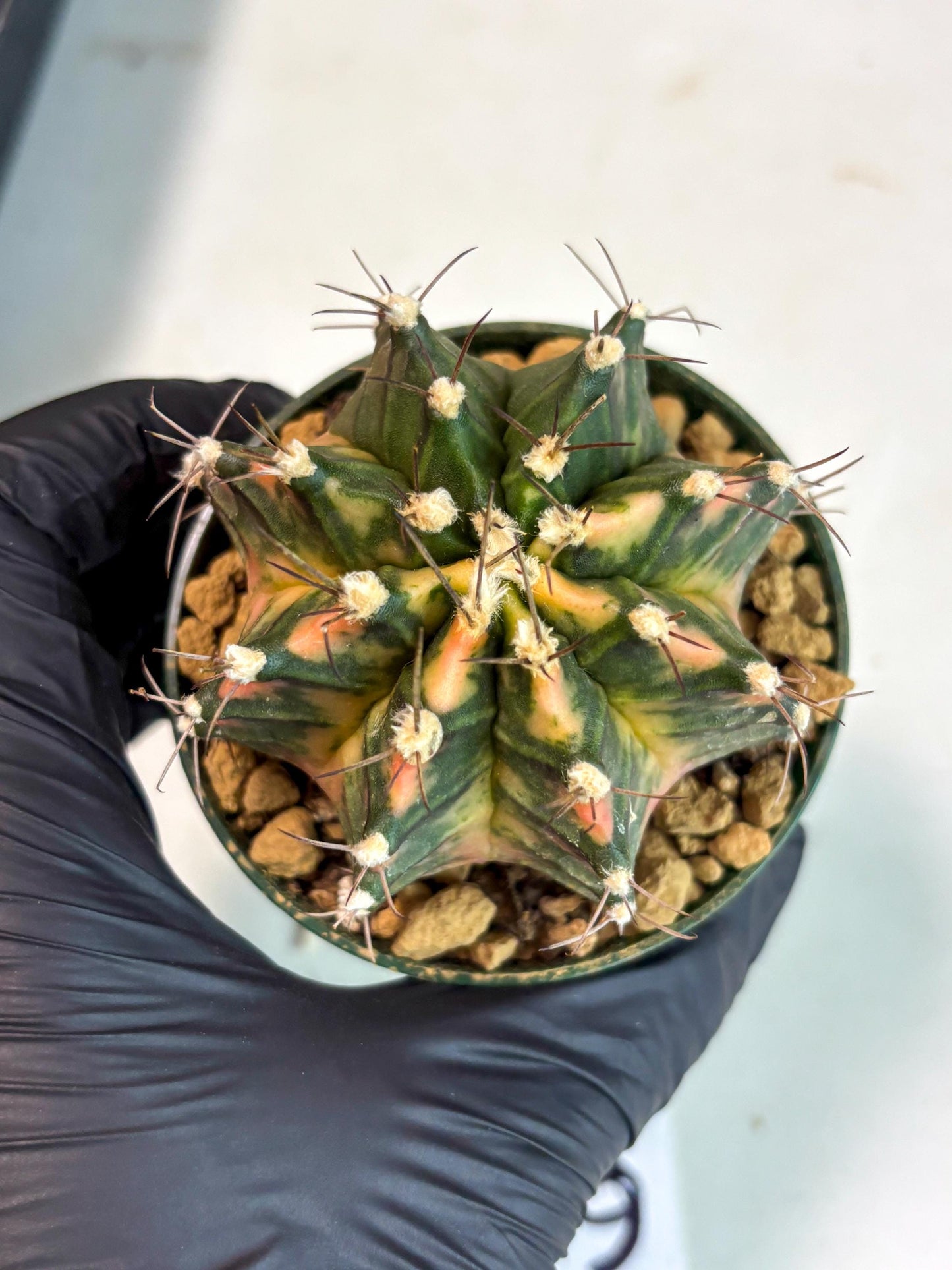 Gymnocalycium Mihanovichii (gy15) (y6) | Imported Plants