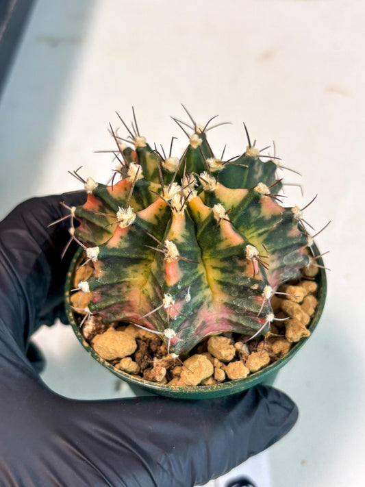 Gymnocalycium Mihanovichii (gy15) (y6) | Imported Plants