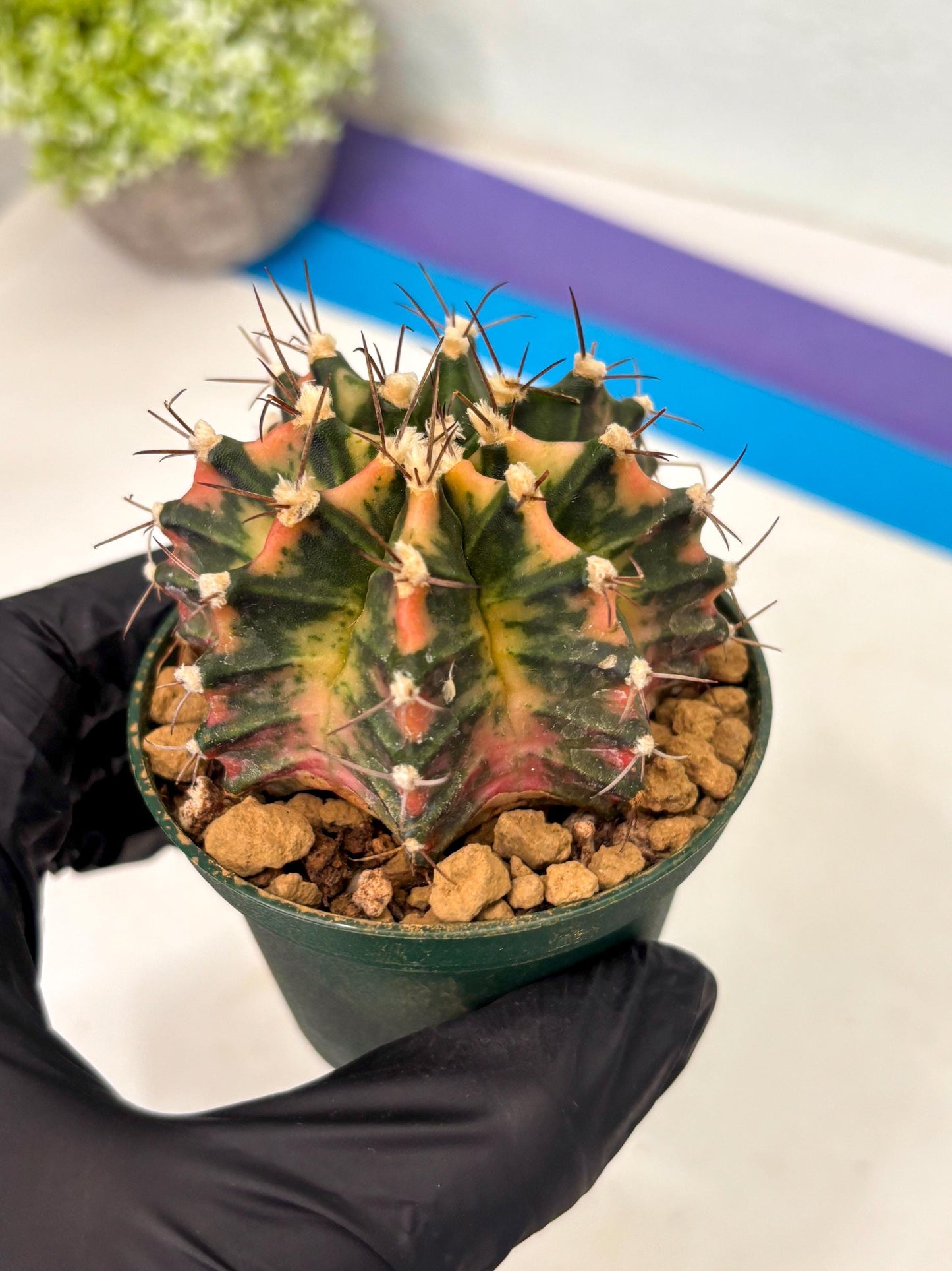 Gymnocalycium Mihanovichii (gy15) (y6) | Imported Plants