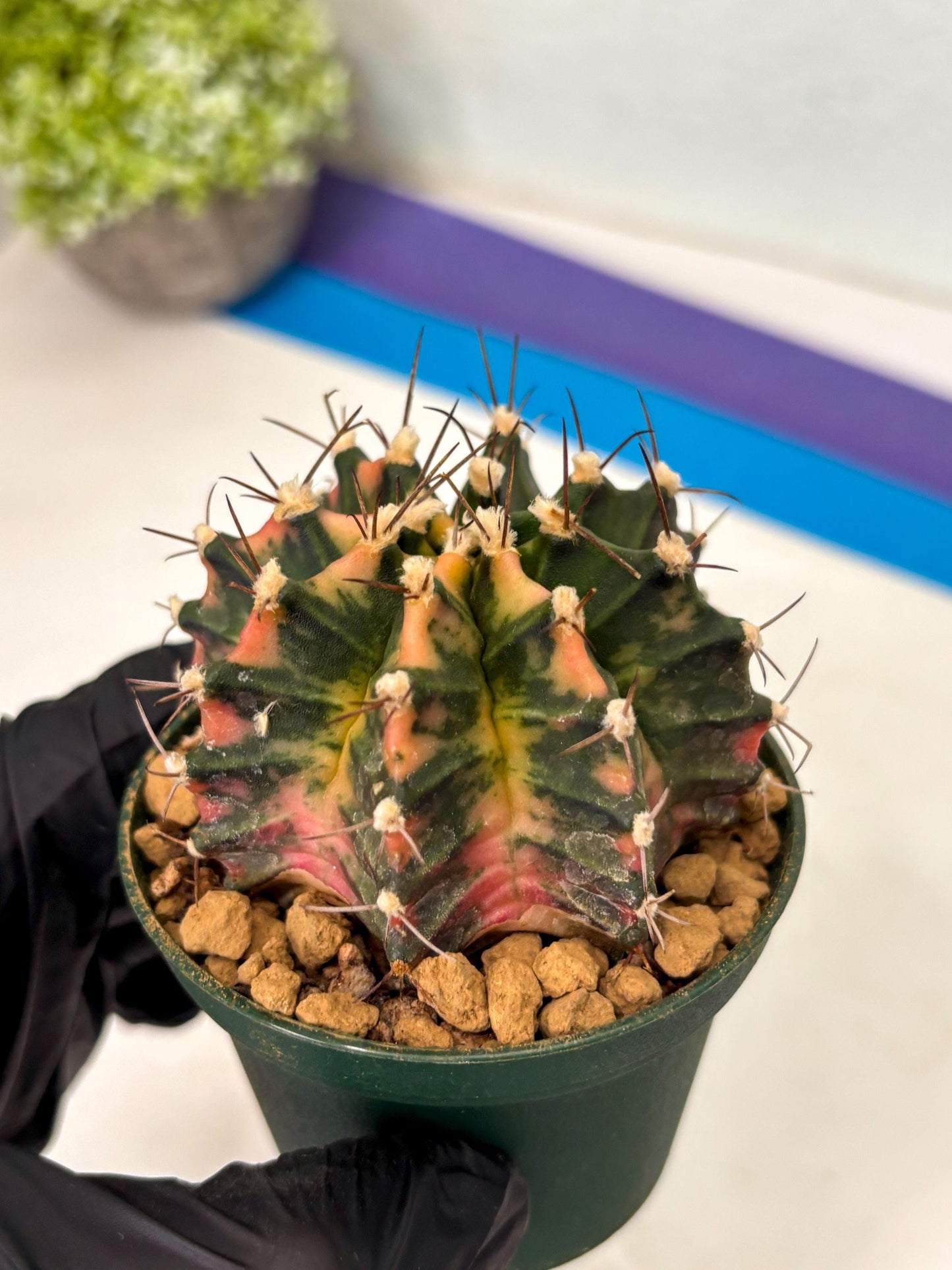 Gymnocalycium Mihanovichii (gy15) (y6) | Imported Plants