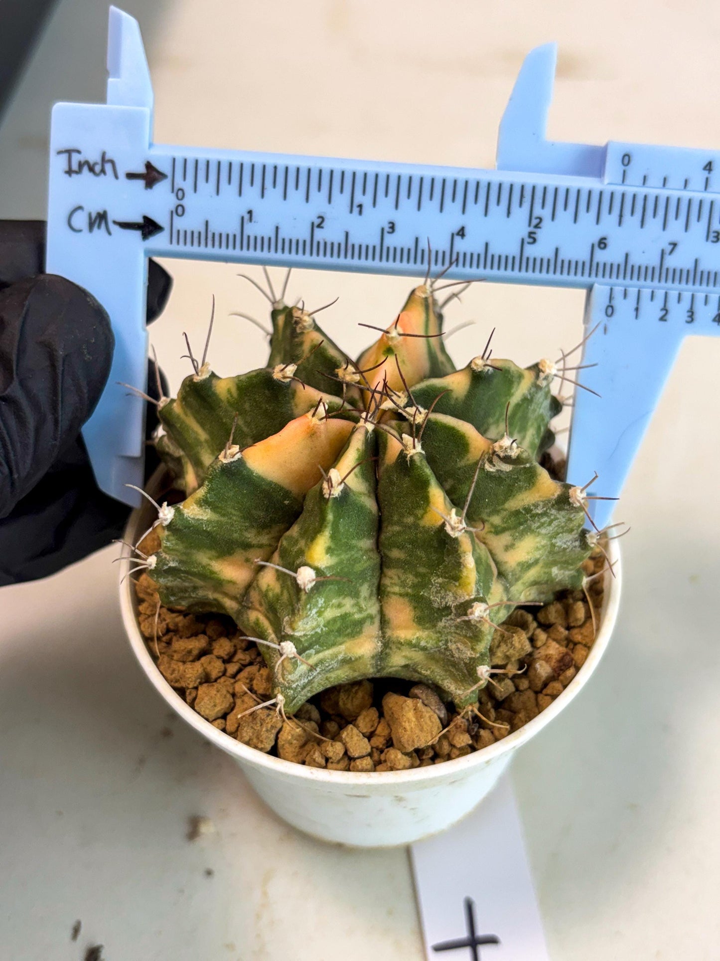 Gymnocalycium Mihanovichii (gy15) (y7) | Imported Plants