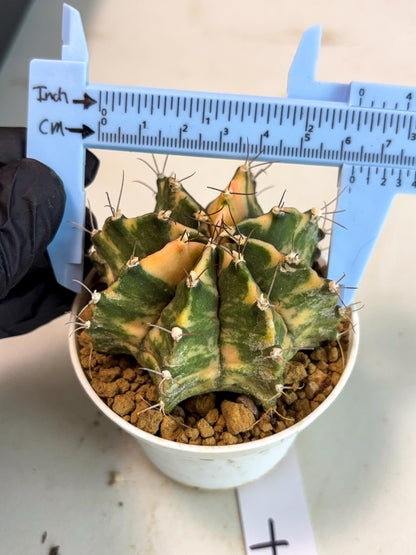 Gymnocalycium Mihanovichii (gy15) (y7) | Imported Plants