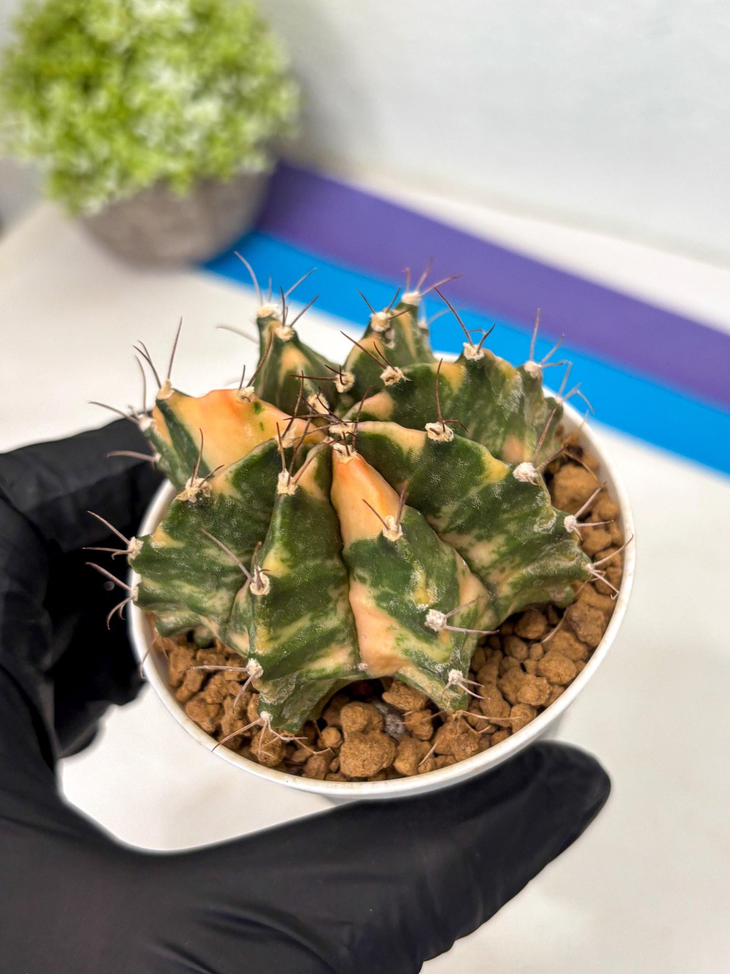 Gymnocalycium Mihanovichii (gy15) (y7) | Imported Plants