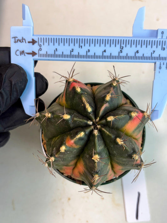 Gymnocalycium Mihanovichii (gy15) (r1) | Imported Plants
