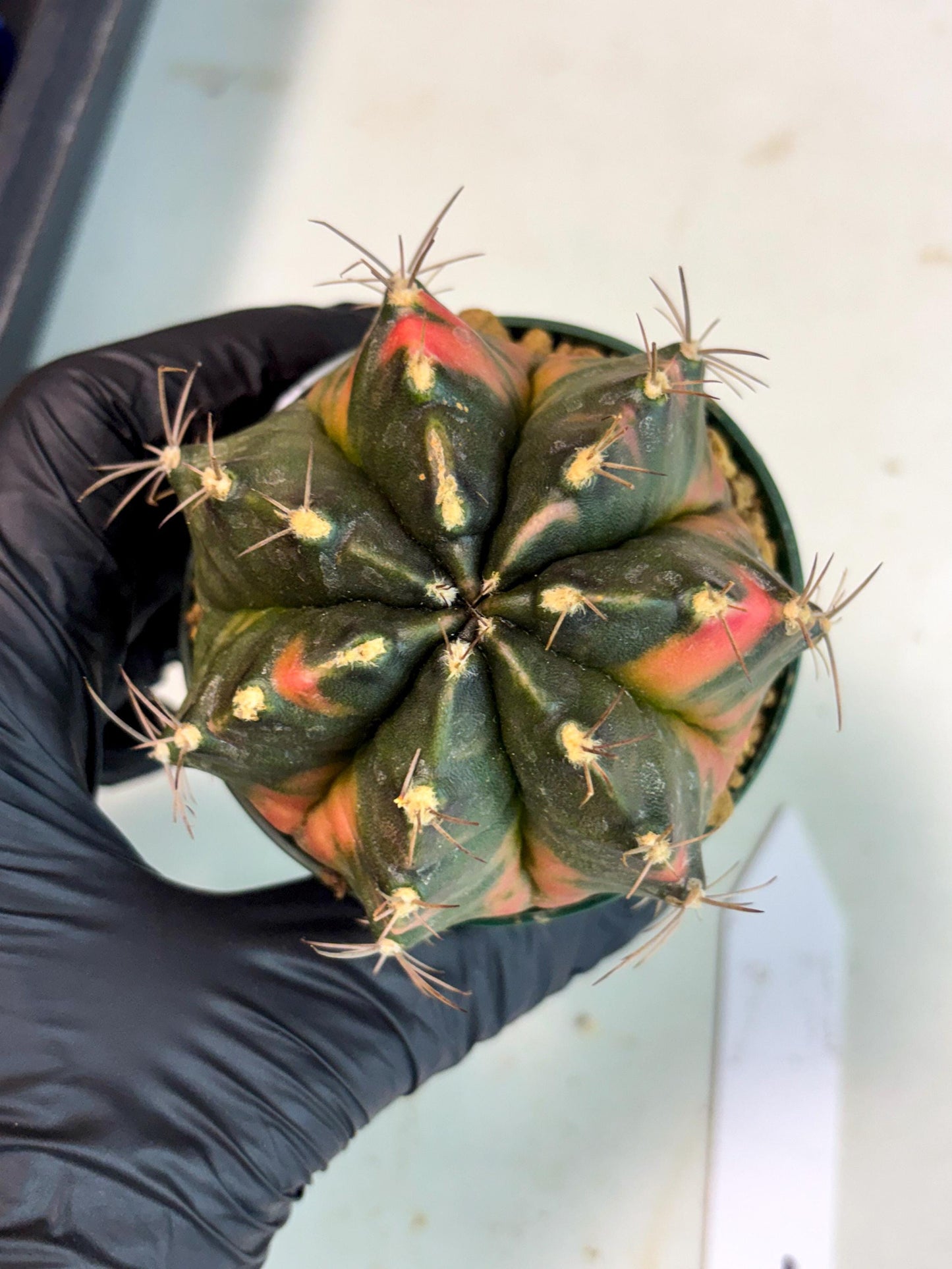 Gymnocalycium Mihanovichii (gy15) (r1) | Imported Plants