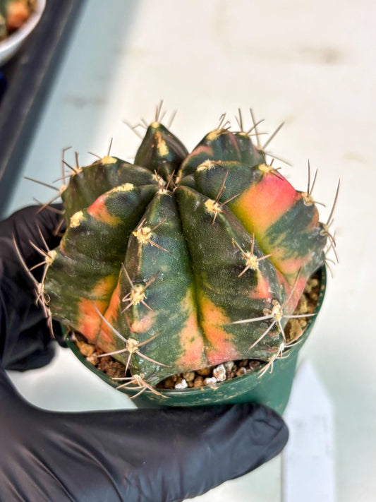 Gymnocalycium Mihanovichii (gy15) (r1) | Imported Plants