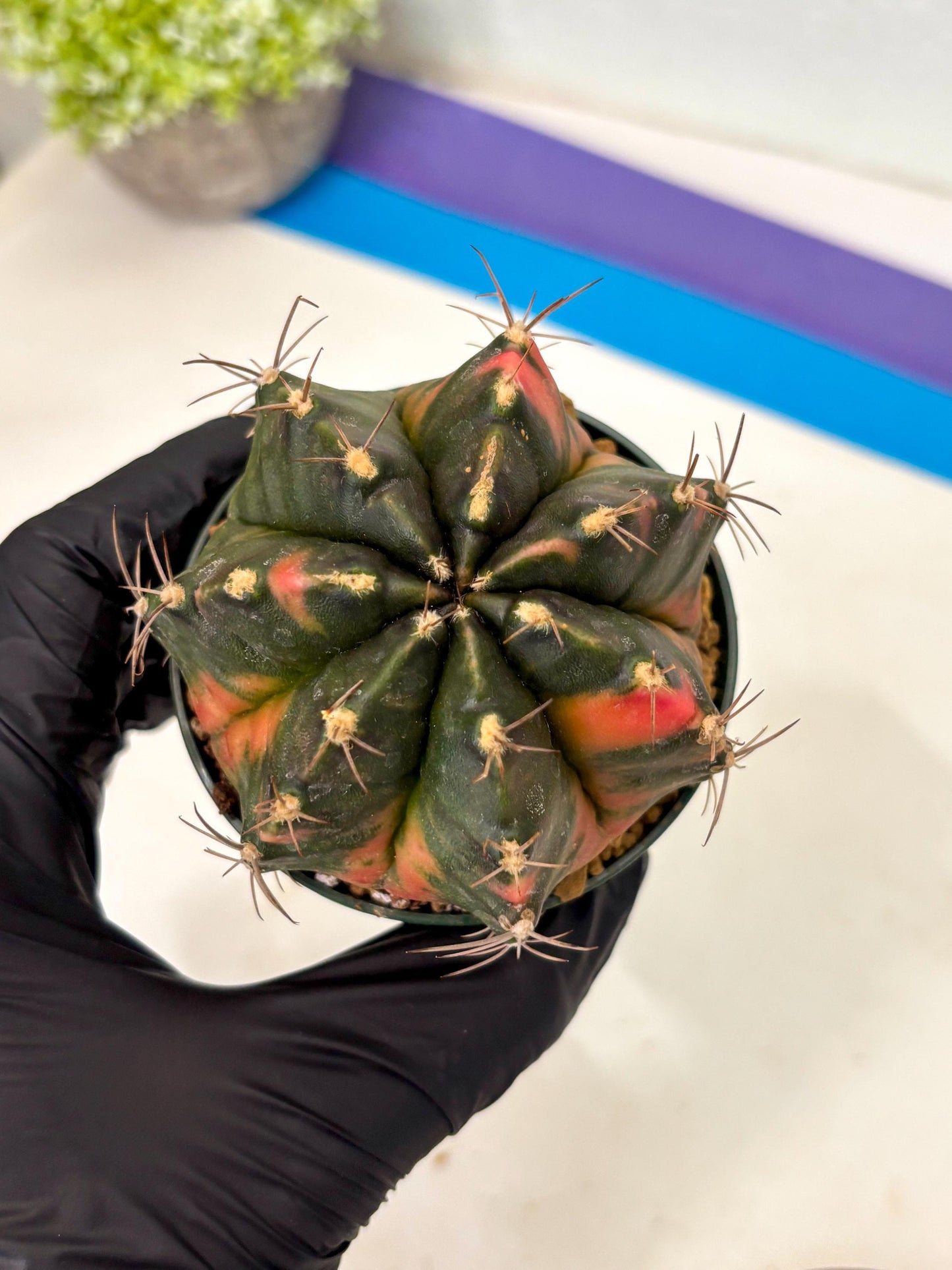 Gymnocalycium Mihanovichii (gy15) (r1) | Imported Plants