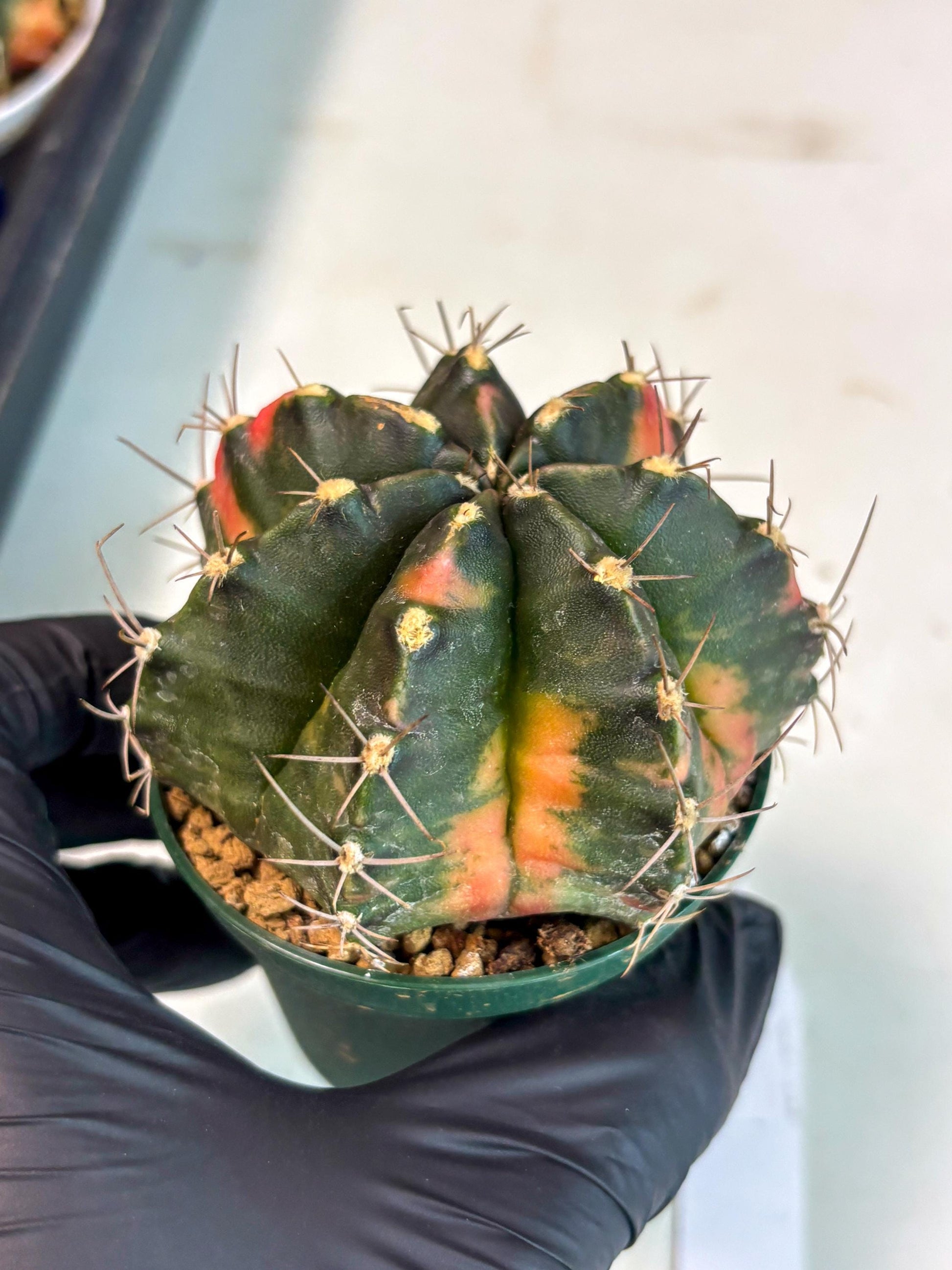 Gymnocalycium Mihanovichii (gy15) (r1) | Imported Plants