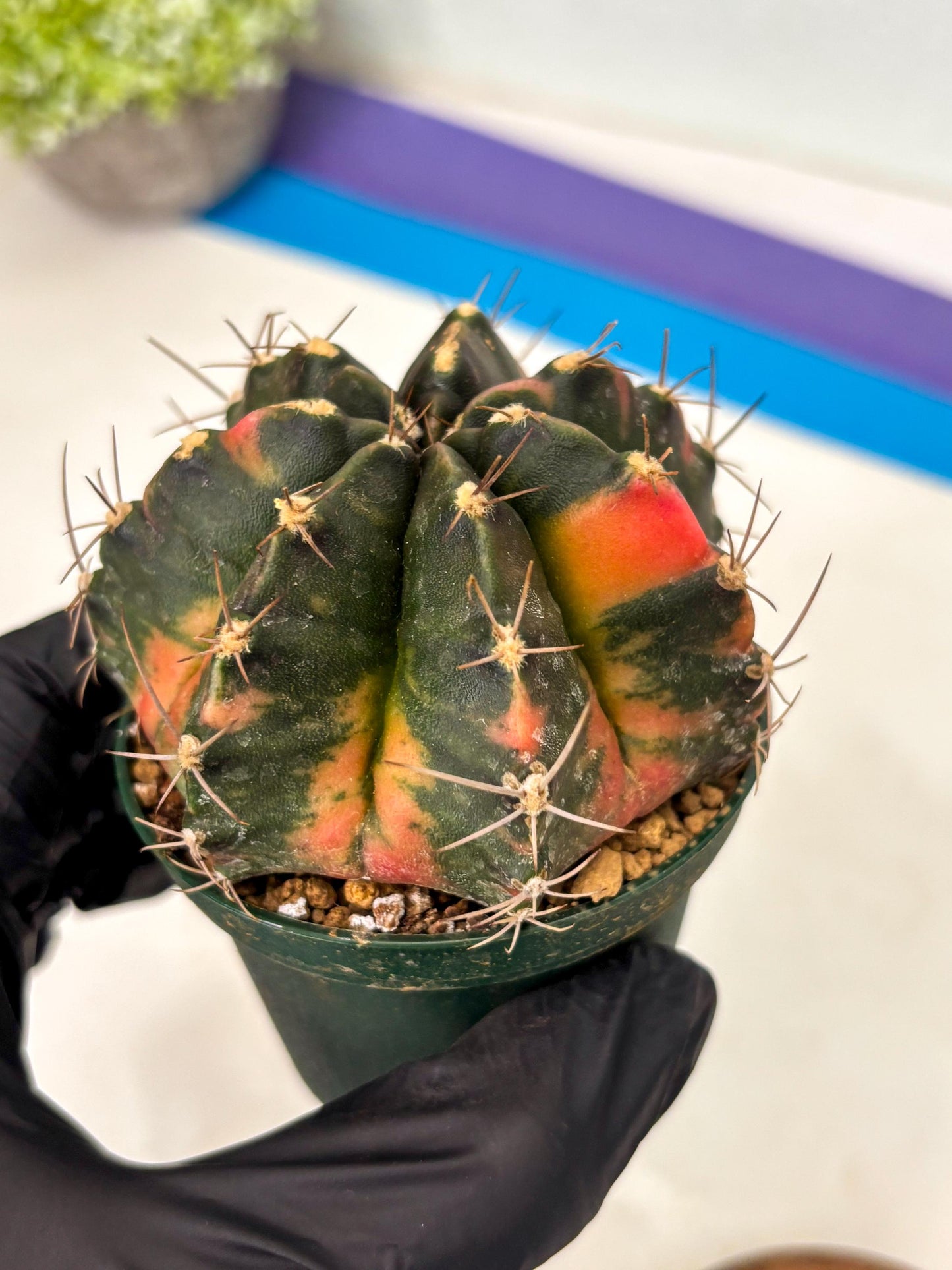 Gymnocalycium Mihanovichii (gy15) (r1) | Imported Plants