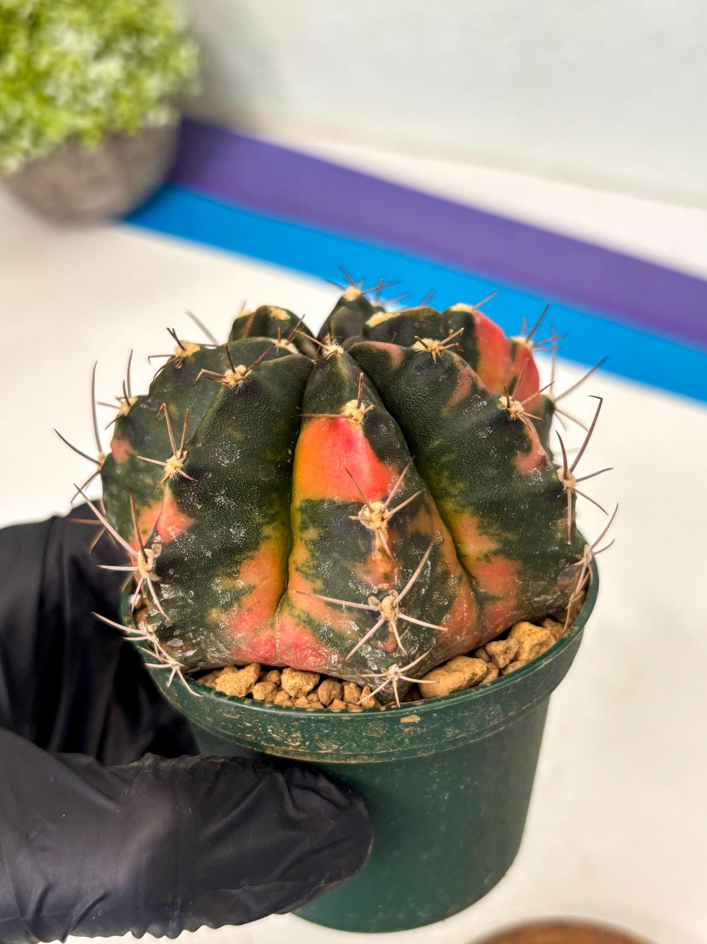 Gymnocalycium Mihanovichii (gy15) (r1) | Imported Plants