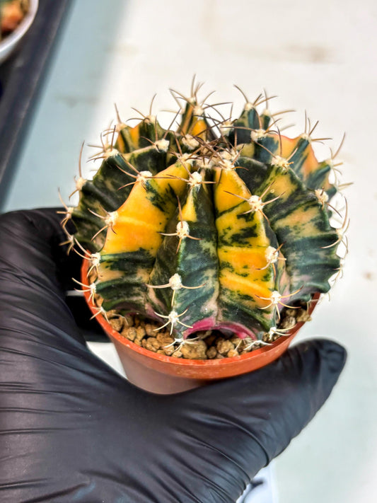 Gymnocalycium Mihanovichii (gy15) (r2) | Imported Plants